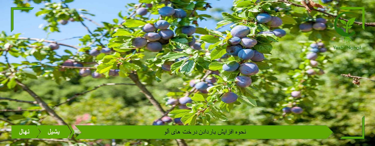 بیشتر کردن بار درختان آلو