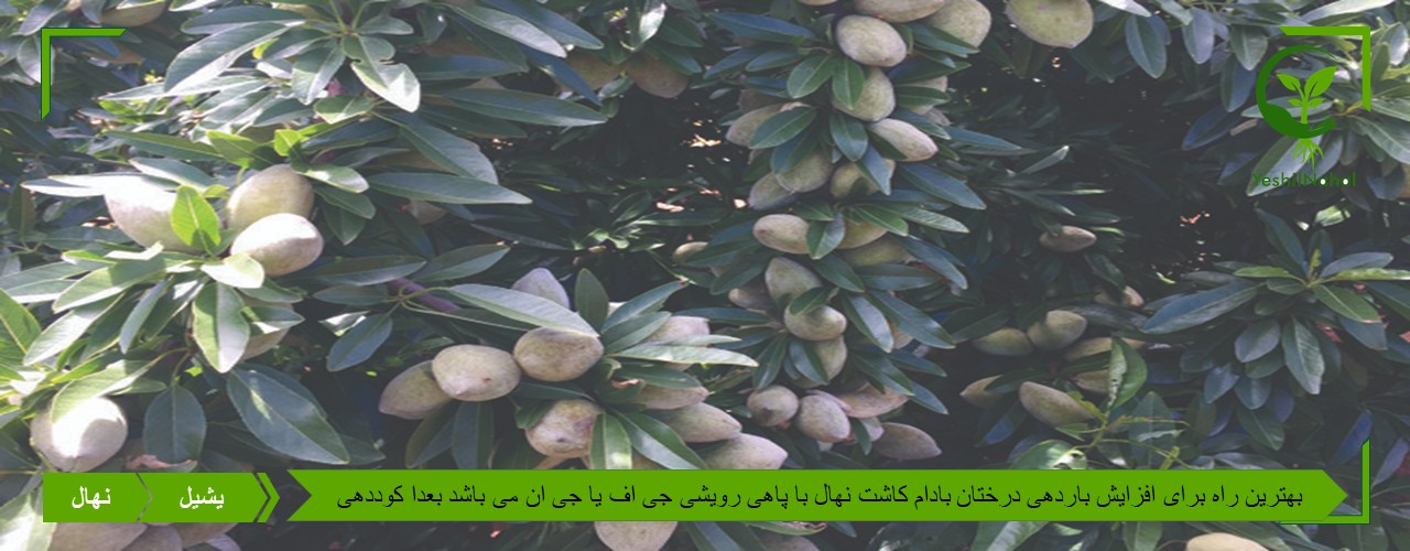 باردهی درختان بادام را چگونه افزایش دهیم ؟