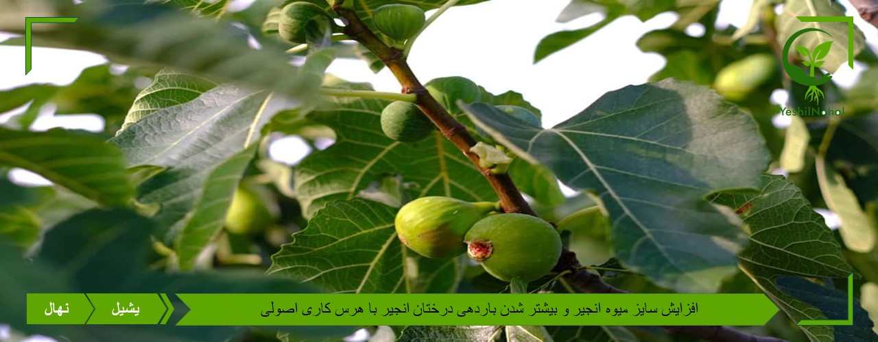 افزایش باردهی درختان انجیر