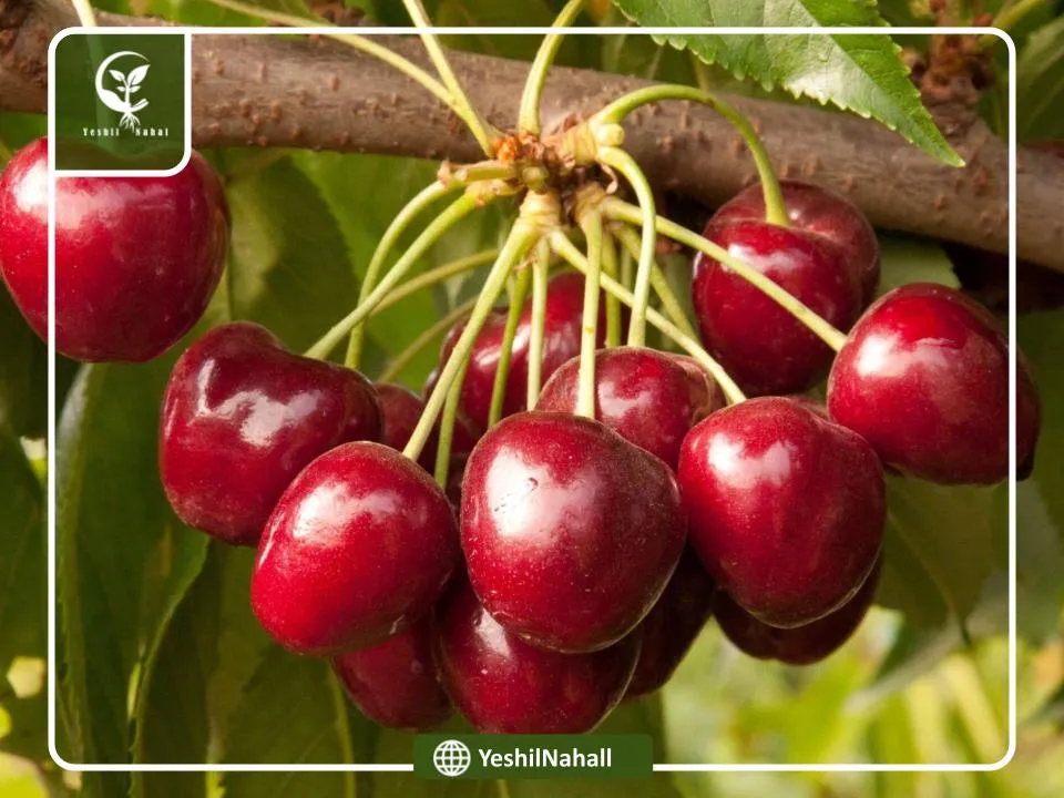 خاک مناسب برای کاشت نهال گیلاس